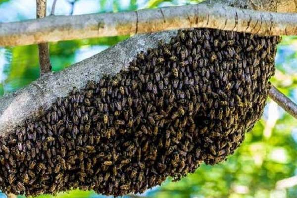 ಹೊನ್ನಾವರದಲ್ಲಿ ಹೆಜ್ಜೆನು ದಾಳಿಗೆ ವ್ಯಕ್ತಿ ಸಾವು